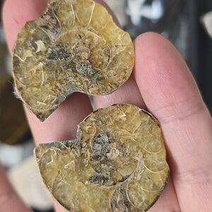 Fossilized Ammonite Pair